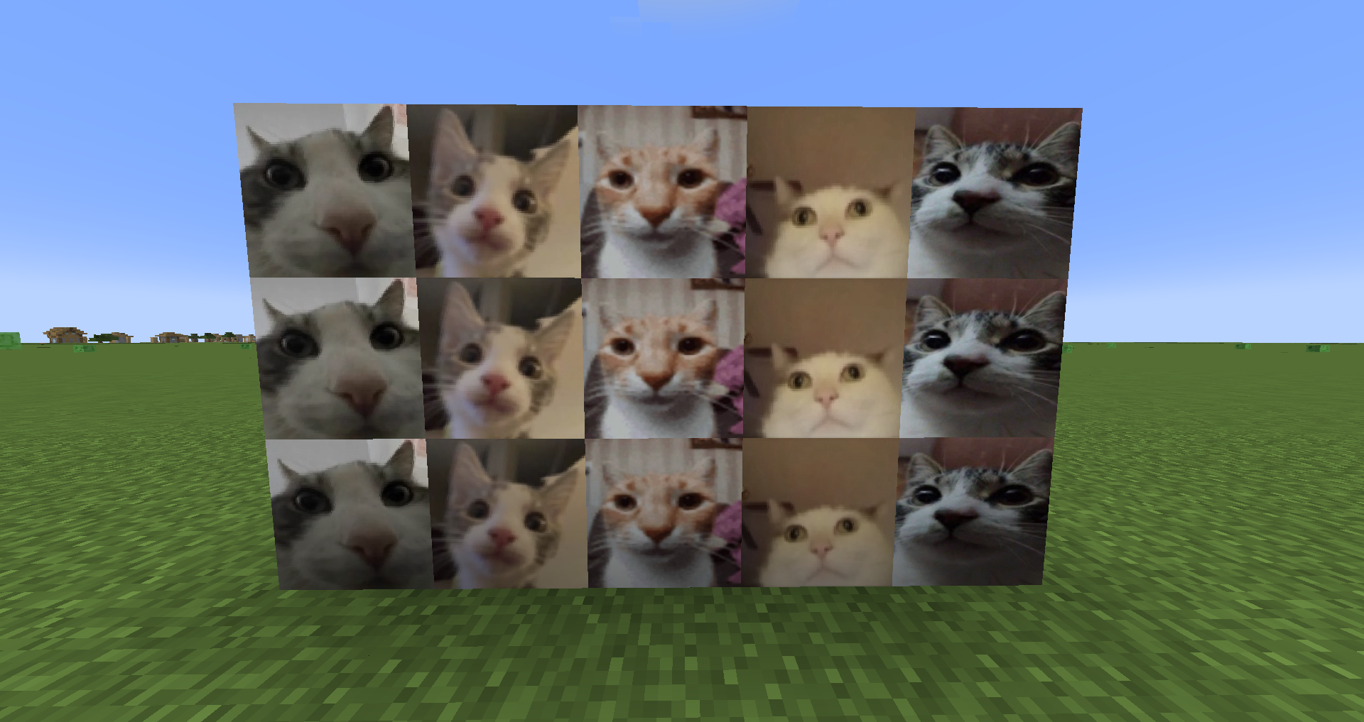 Gavin and Terry the cats