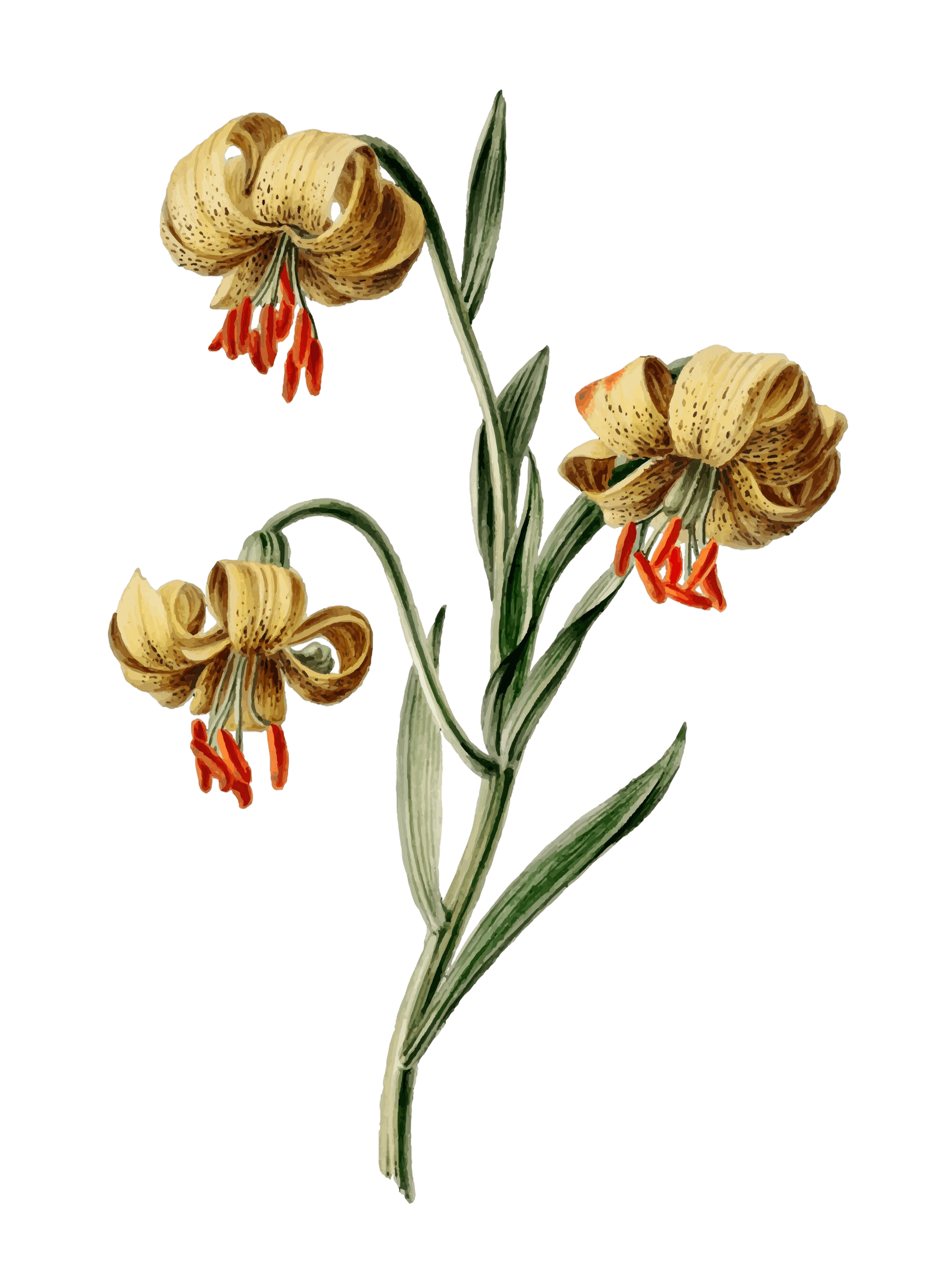 lirios amarillos