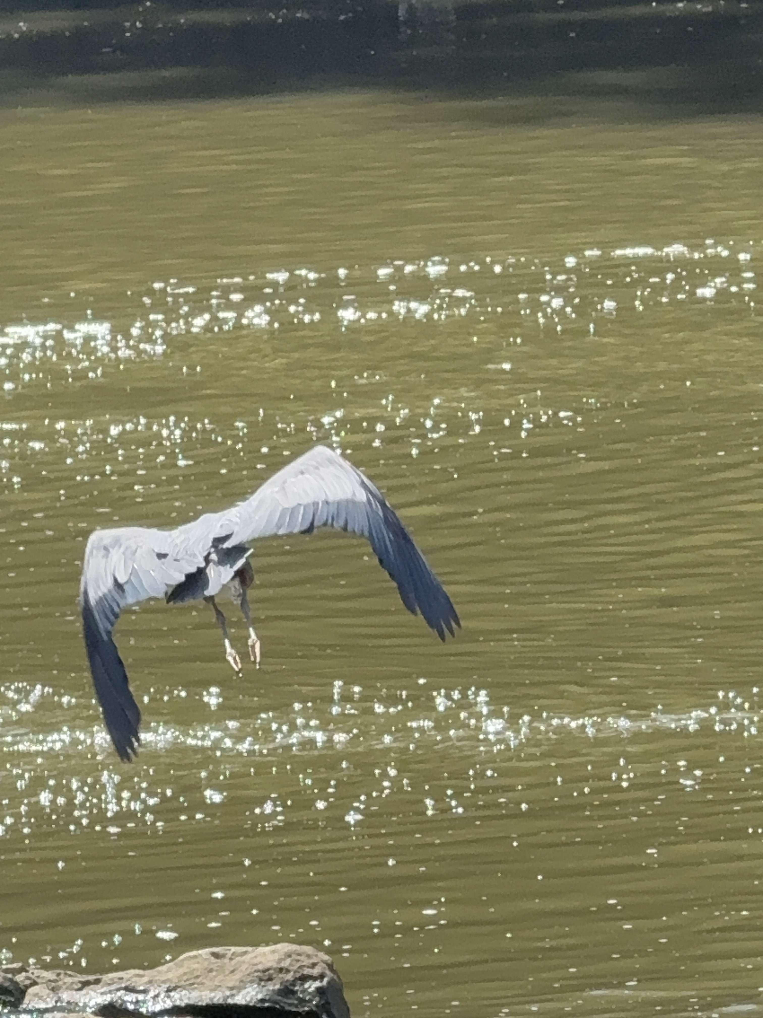 a heron taking flight over a river