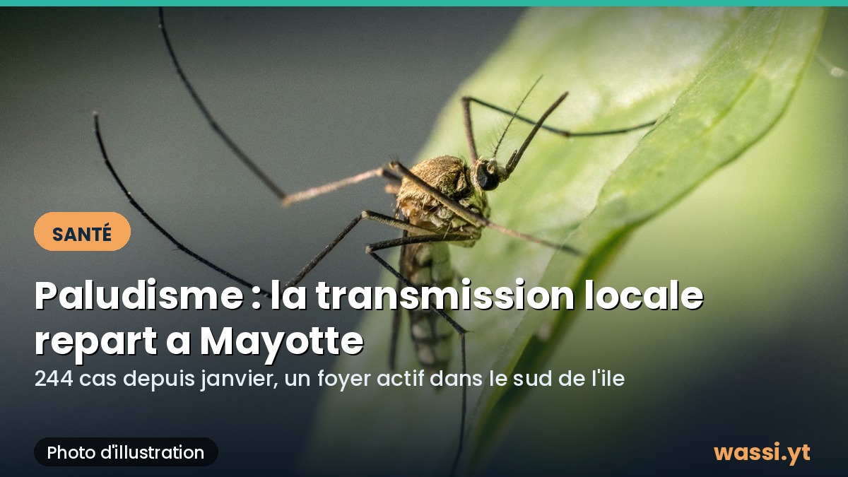 Paludisme a Mayotte : 244 cas depuis janvier, la transmission locale repart dans le sud