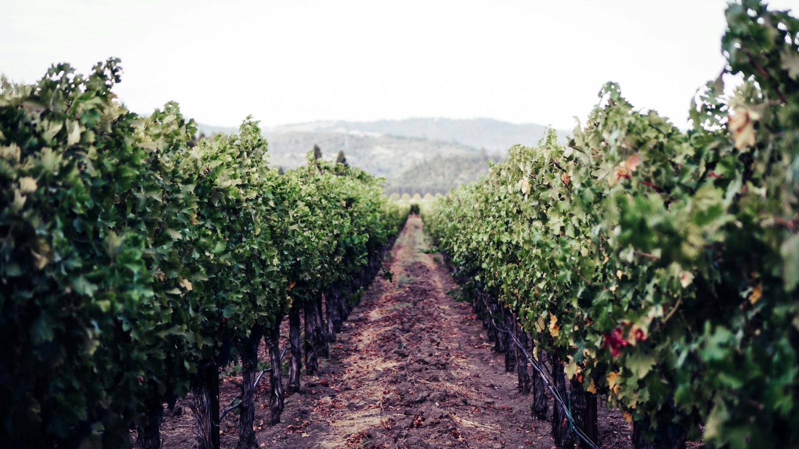 Rows of grapevines stretching toward a mountain beneath a pale sky in Napa, California.