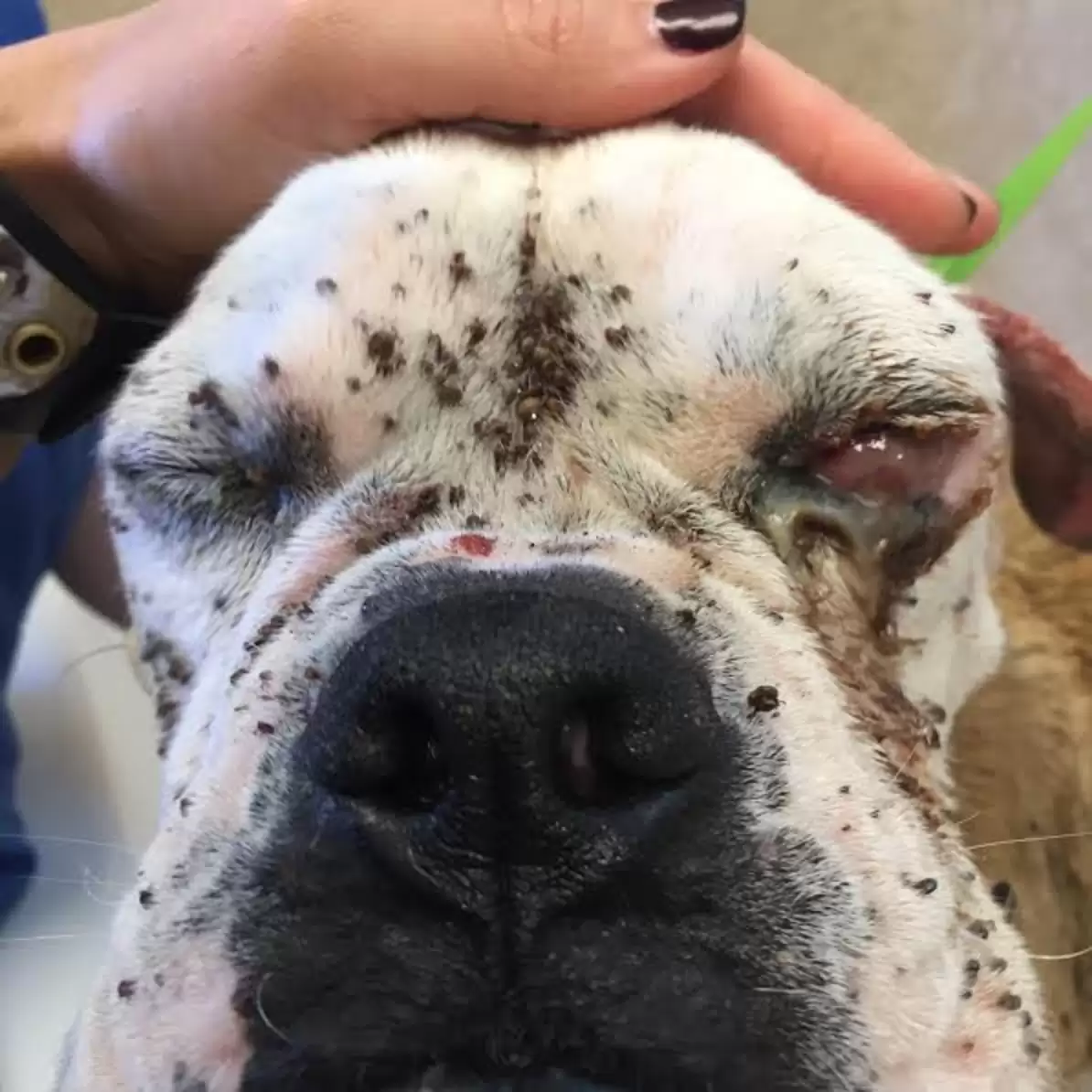 Dog resting safely at veterinary clinic