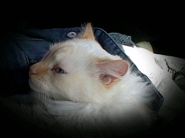 A close-up photo of Ángel's face taken while on a road trip. He is laying on my mother's jean jacket and is looking lazliy to the left.