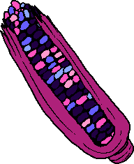 omnisexual flag colored corn on the cob