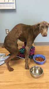 Rescue Doberman on highway