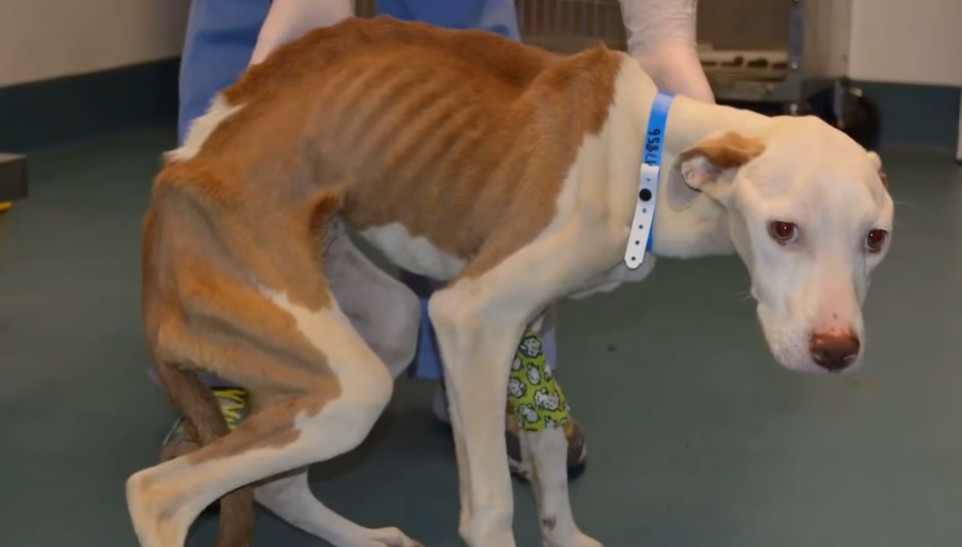 Rescued dog receiving examination
