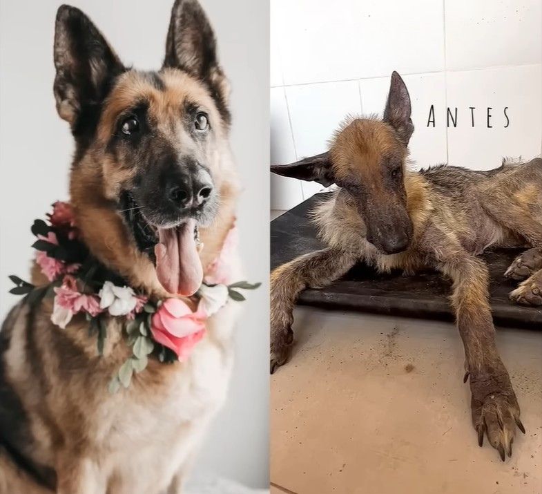 Happy healthy dog