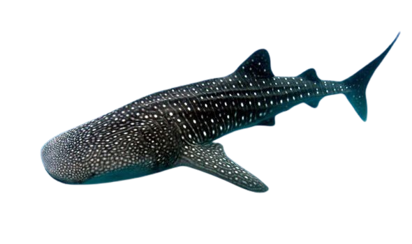 whale shark