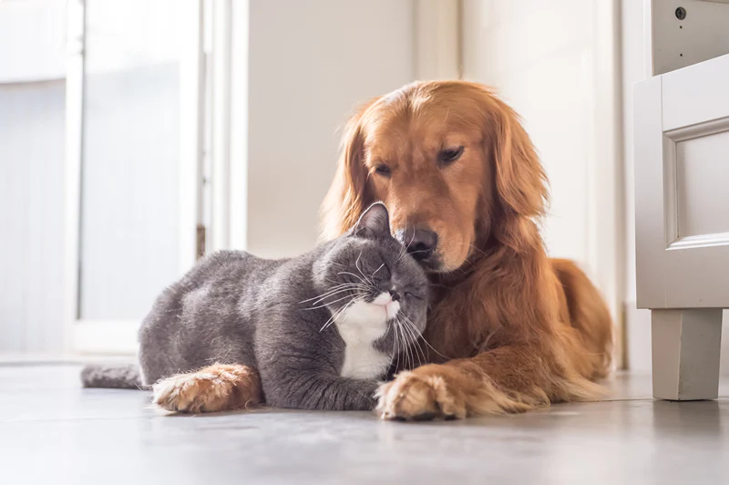 A golden retriever and a gray cat cuddling together