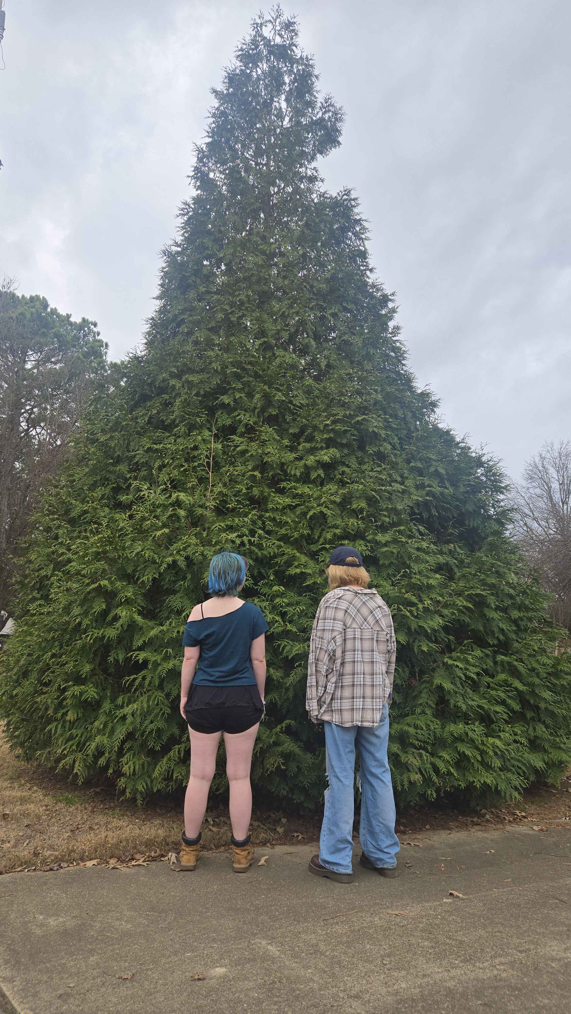 2 dues stand in front of a tree
