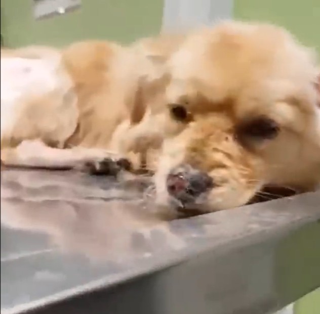 Rescue Dog