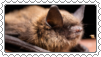 littlebrownbat