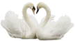 swans