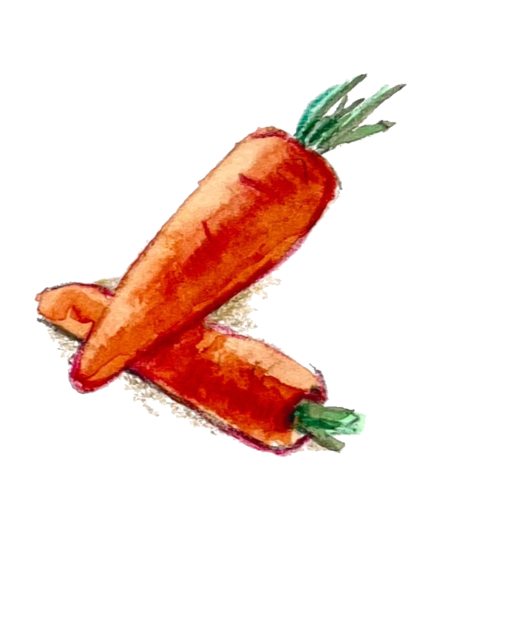 Carrot illustration