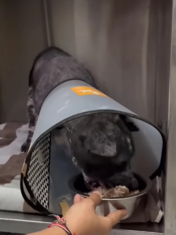 Veterinary Care Body Image
