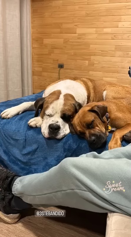 A happy, healthy dog with his new family