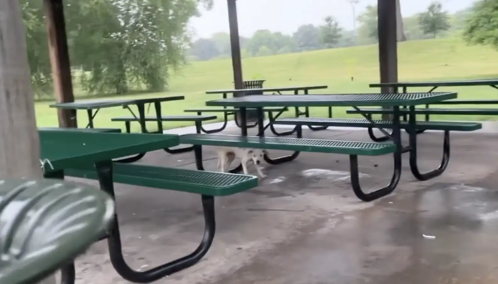 Puppy rescued in the rain