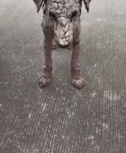 An exhausted dog finding strength