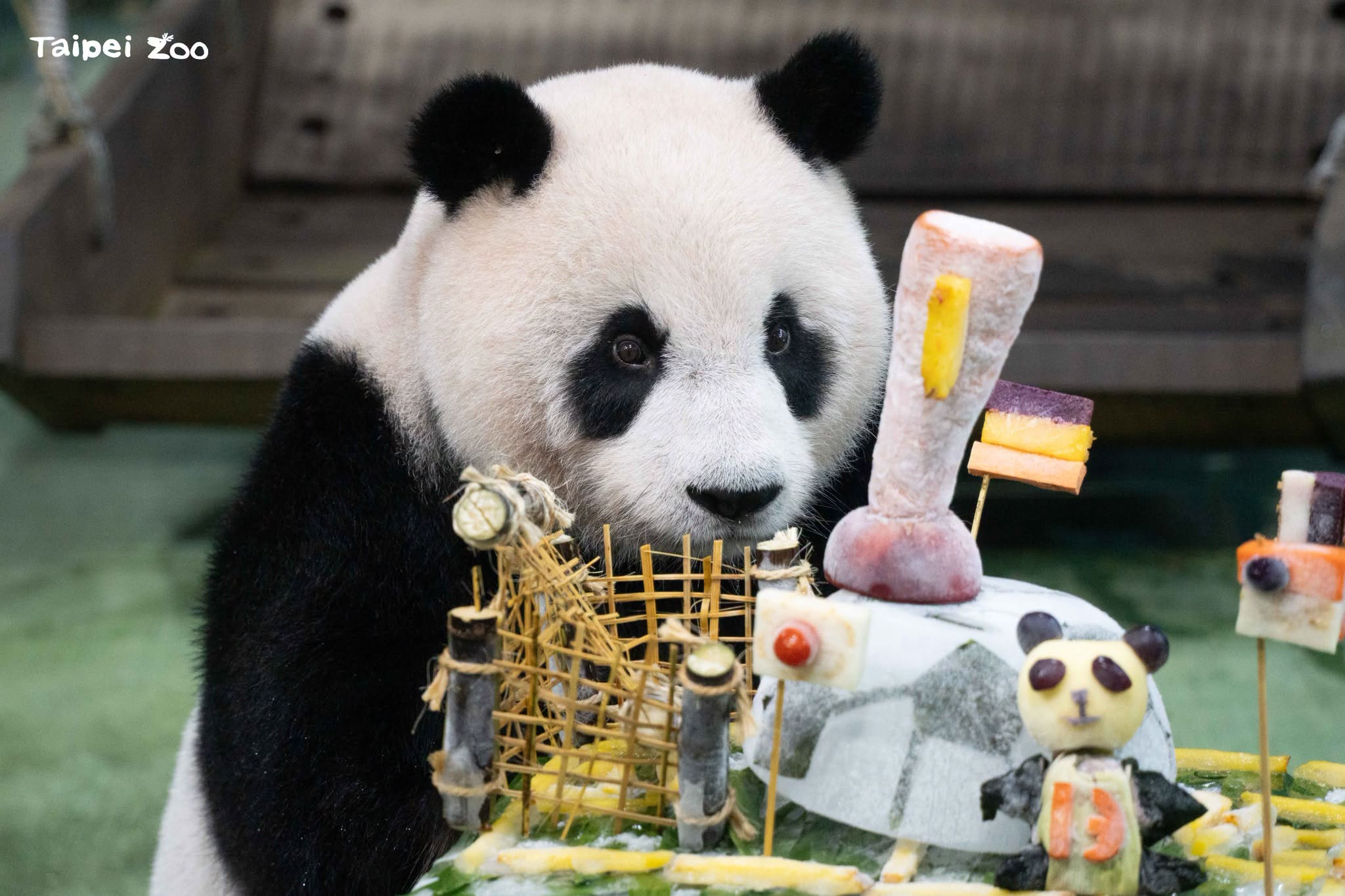 [問卦] 貓熊圓仔13歲生日快樂~ (發錢) - 八卦 - PTT.BEST 批踢踢爆文