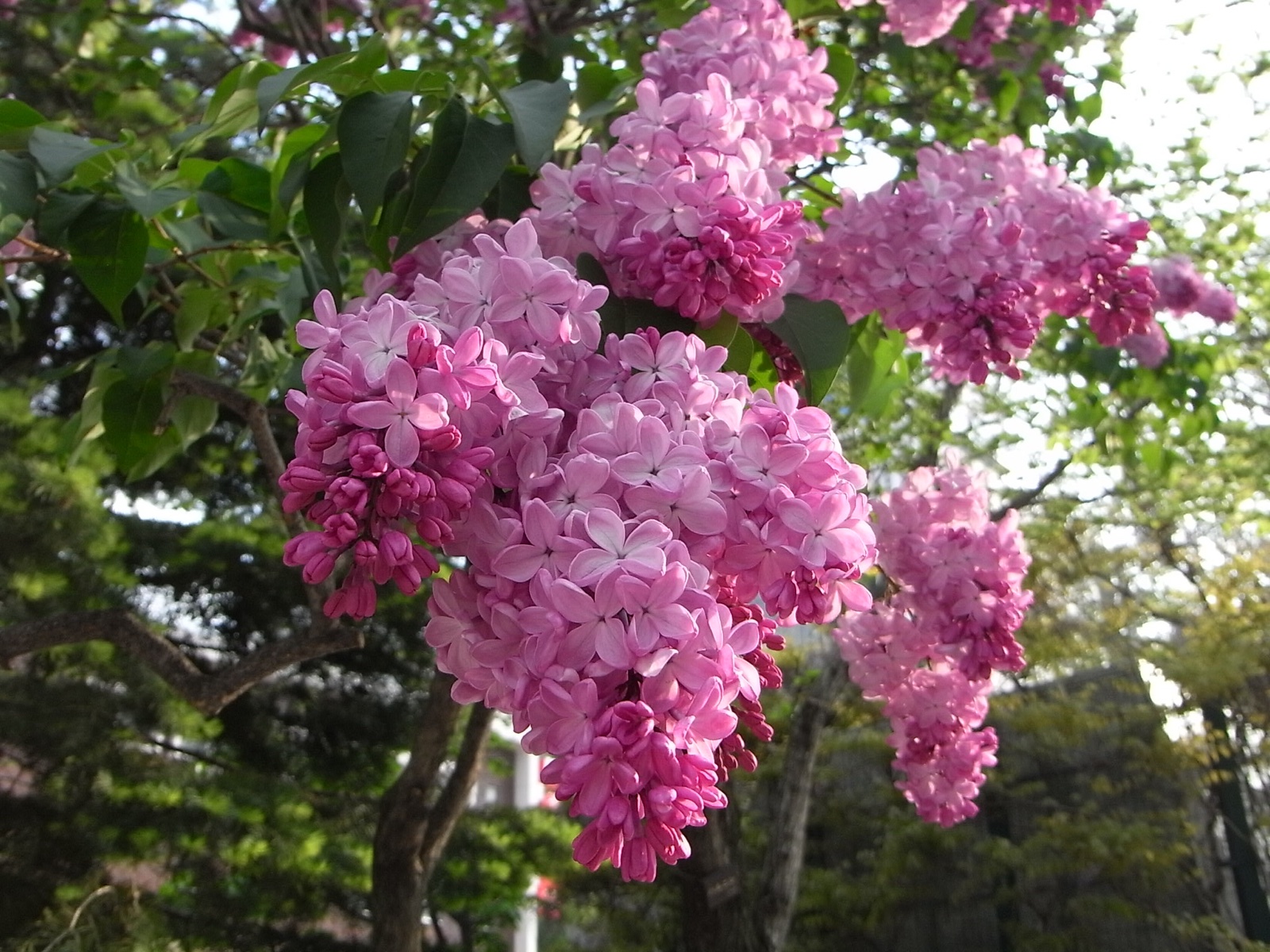 ピンク色のライラックの花