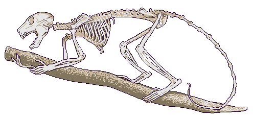 Galago skeleton