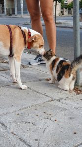 Feral cats in the city