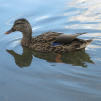 FairySlayer's avatar