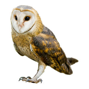 barn owl