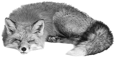 sleepy fox