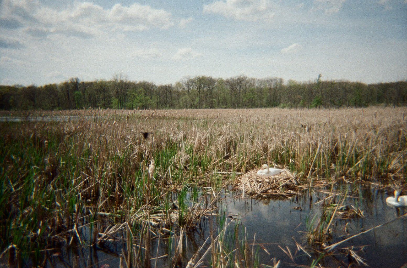 photo title