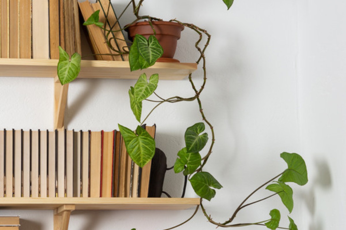 Bookshelf styled with stacked books and a trailing vine cascading down a white wall