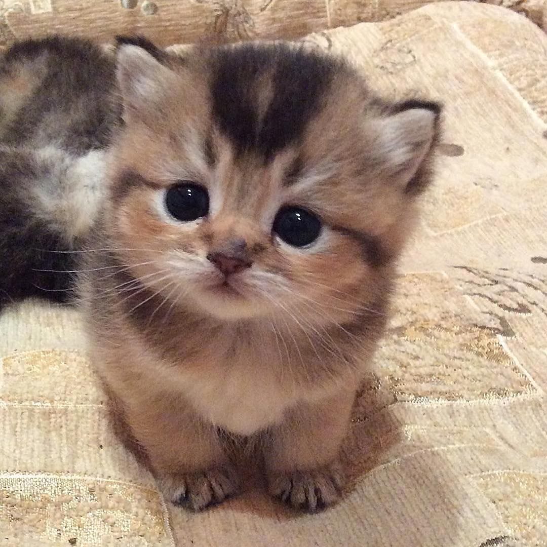 Cute cat