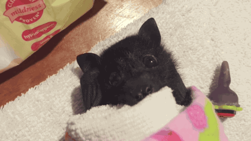 cute bat