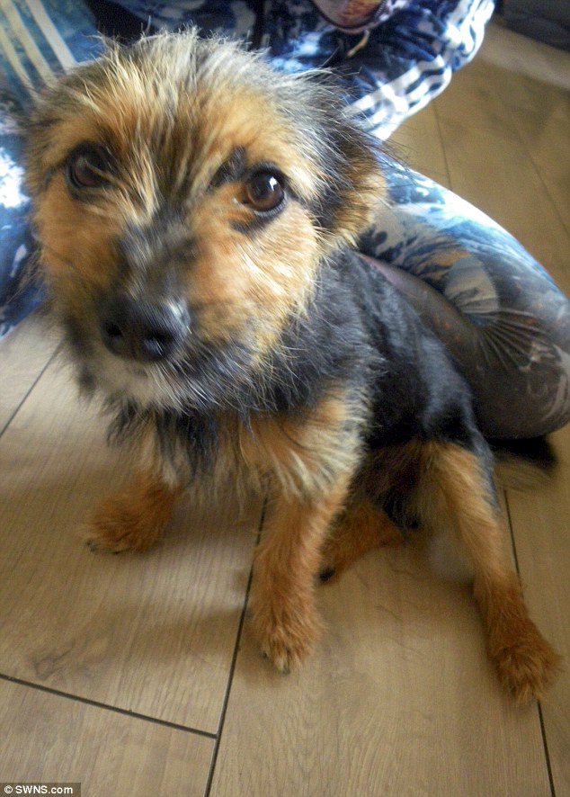 Healing and veterinary care