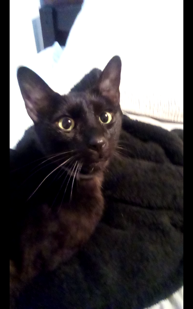 My cat