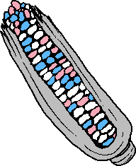 trans flag corn on the cob