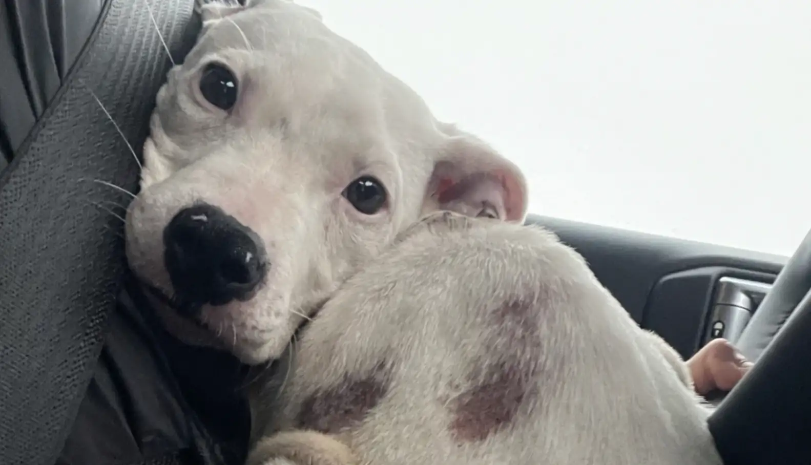 Dog resting safely in the rescue vehicle