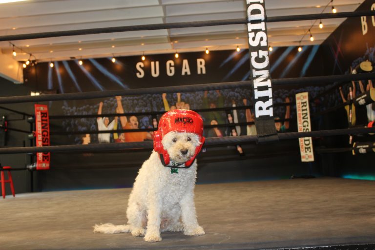 Training session at Sugar Boxing Academy Encinitas CA