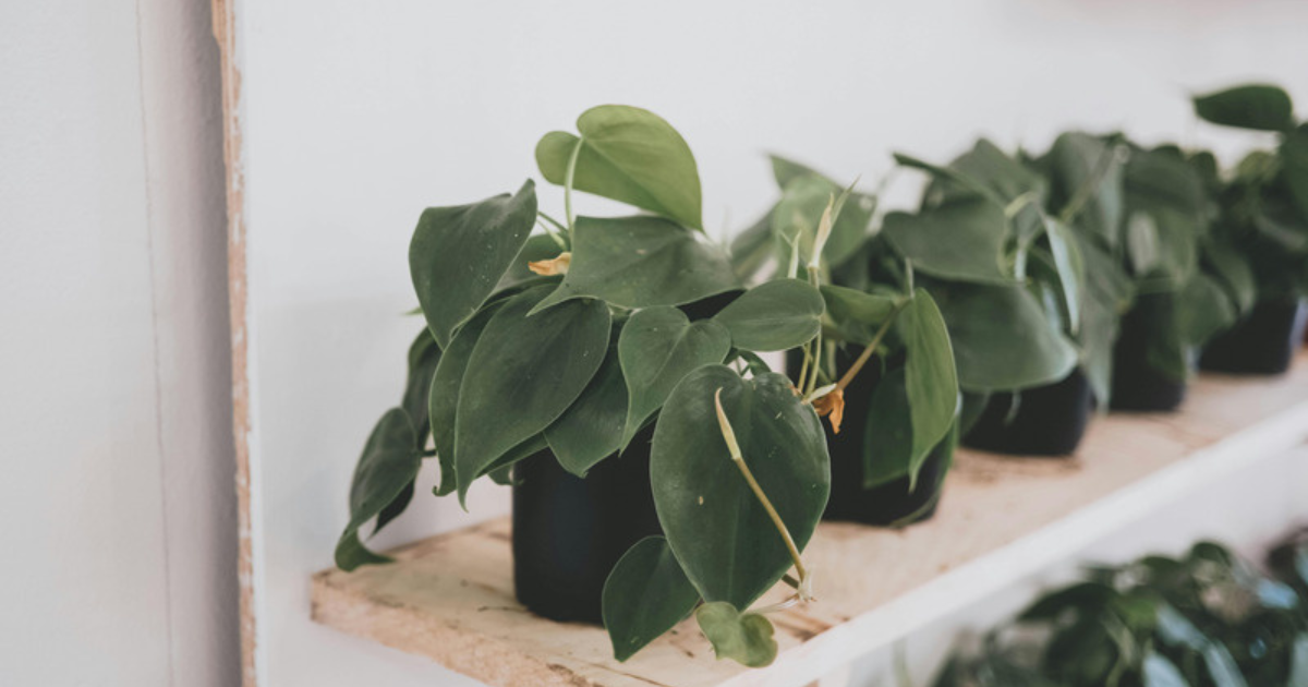 Heartleaf philodendron plants with glossy heart-shaped leaves lined up on a shelf