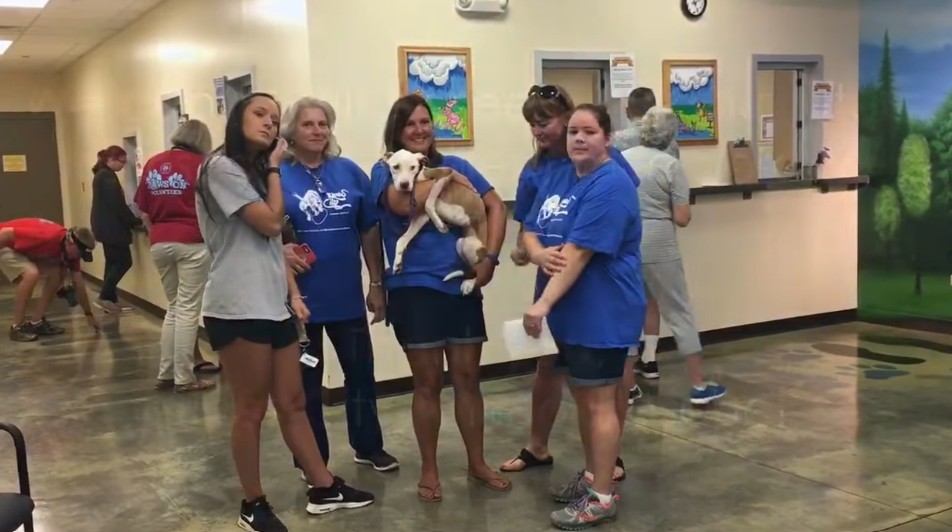 Happy dog recovering in foster care