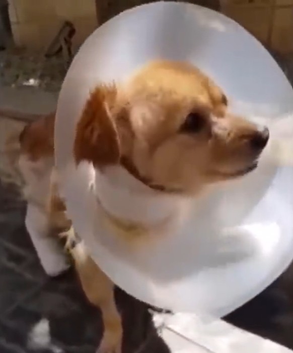 Dog Recovery