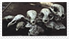 skulls