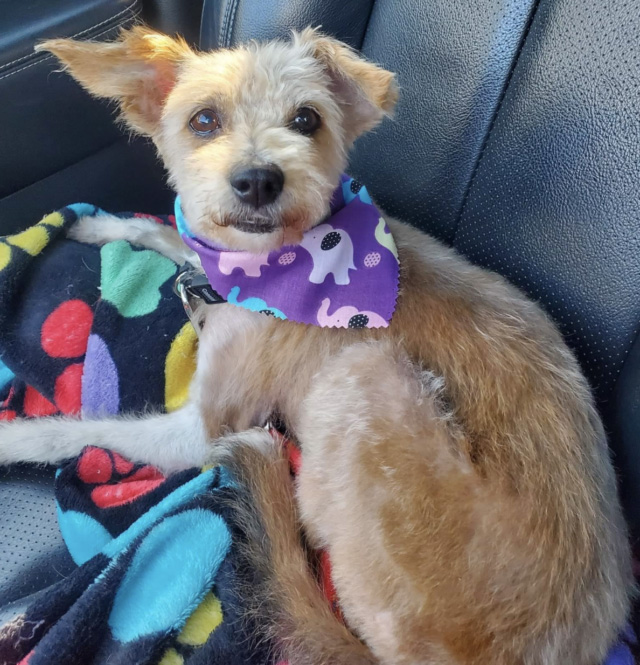 A happy, healthy dog