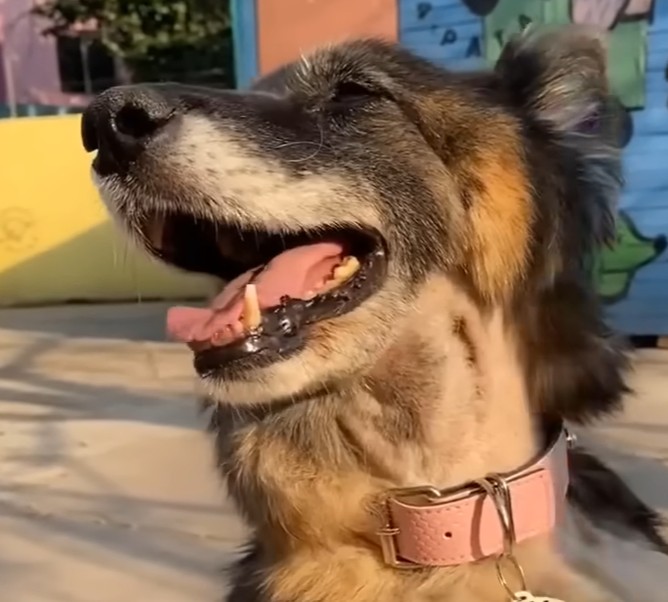 Recovered dog running outdoors happily