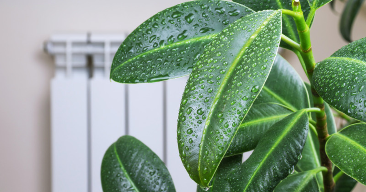 Glossy tropical rubber plant leaves covered in water droplets beside a home radiator