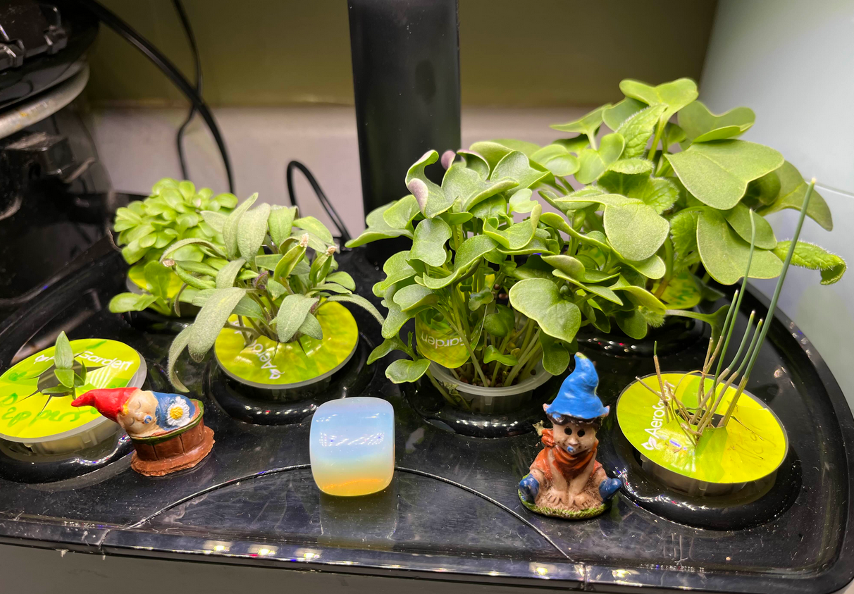 Household hydroponic garden with little green sprouts, decorated with a tumbled opalite and baby gnome figurines