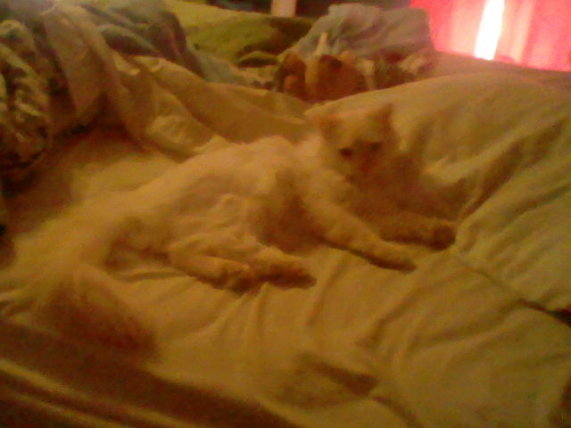 A photo of Ángel laying on my bed taken from a few steps back. He's laying on his side without being covered by the blanket.