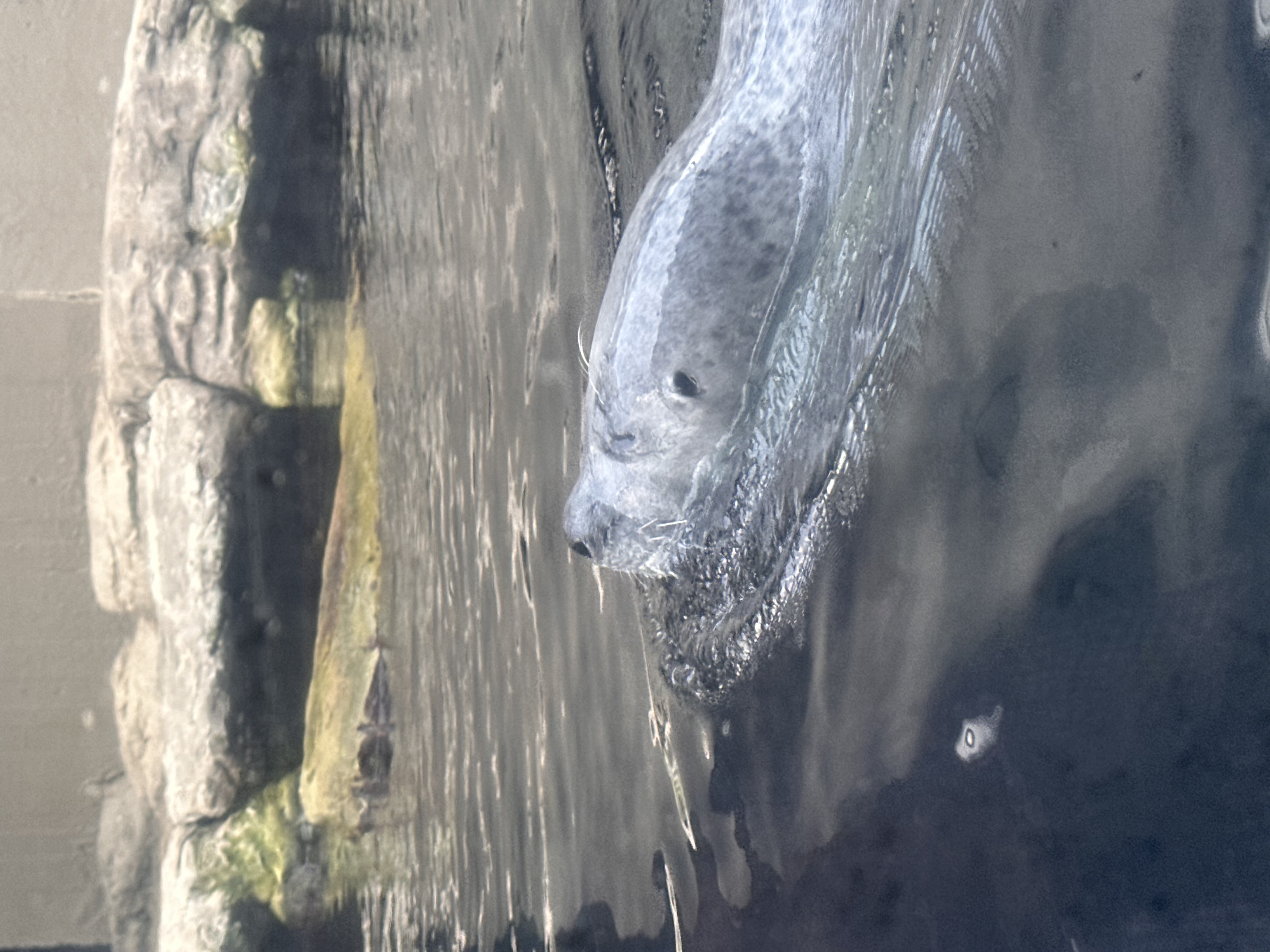 Seal
