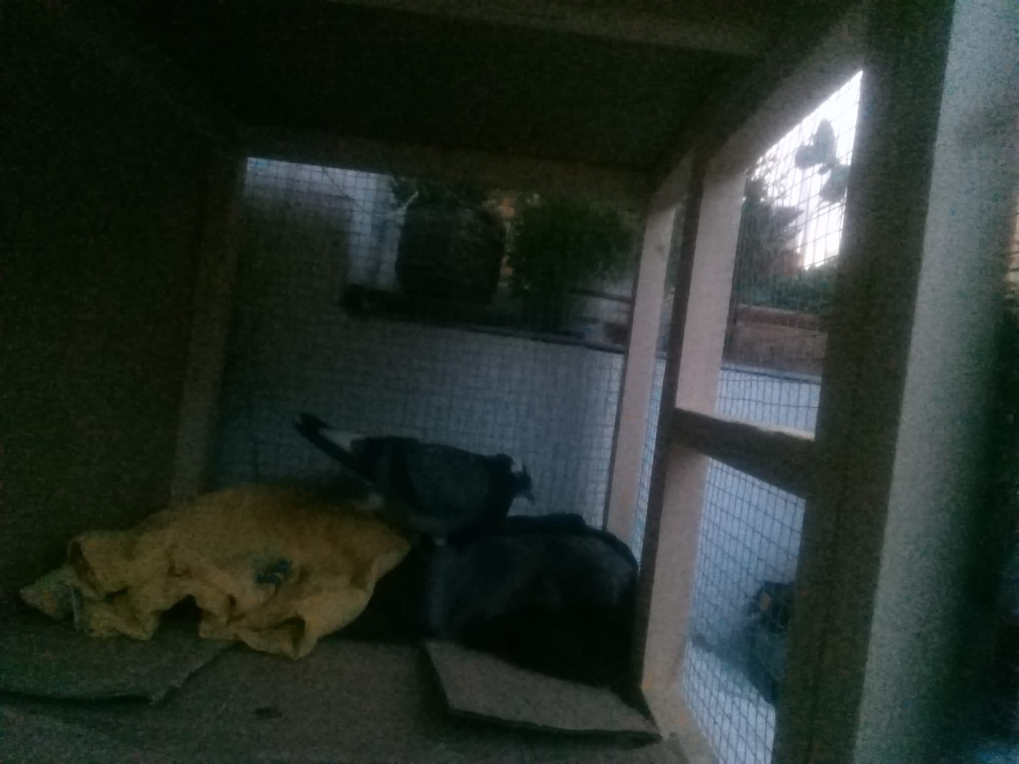 a blurry grainy photo of a pigeon in a cage