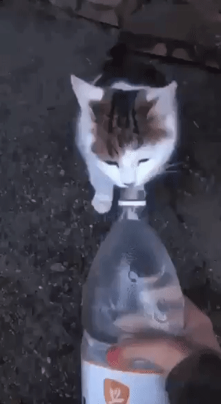 gif of a cat suddenly getting splashed with water from a water bottle